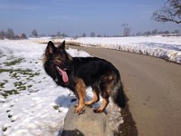 Shani
